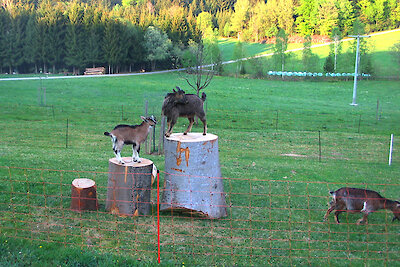 Bayer. Wald Ferienhof mit Tieren